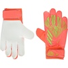 Solar Red/Team Solar Green/Team Solar Green(Training)